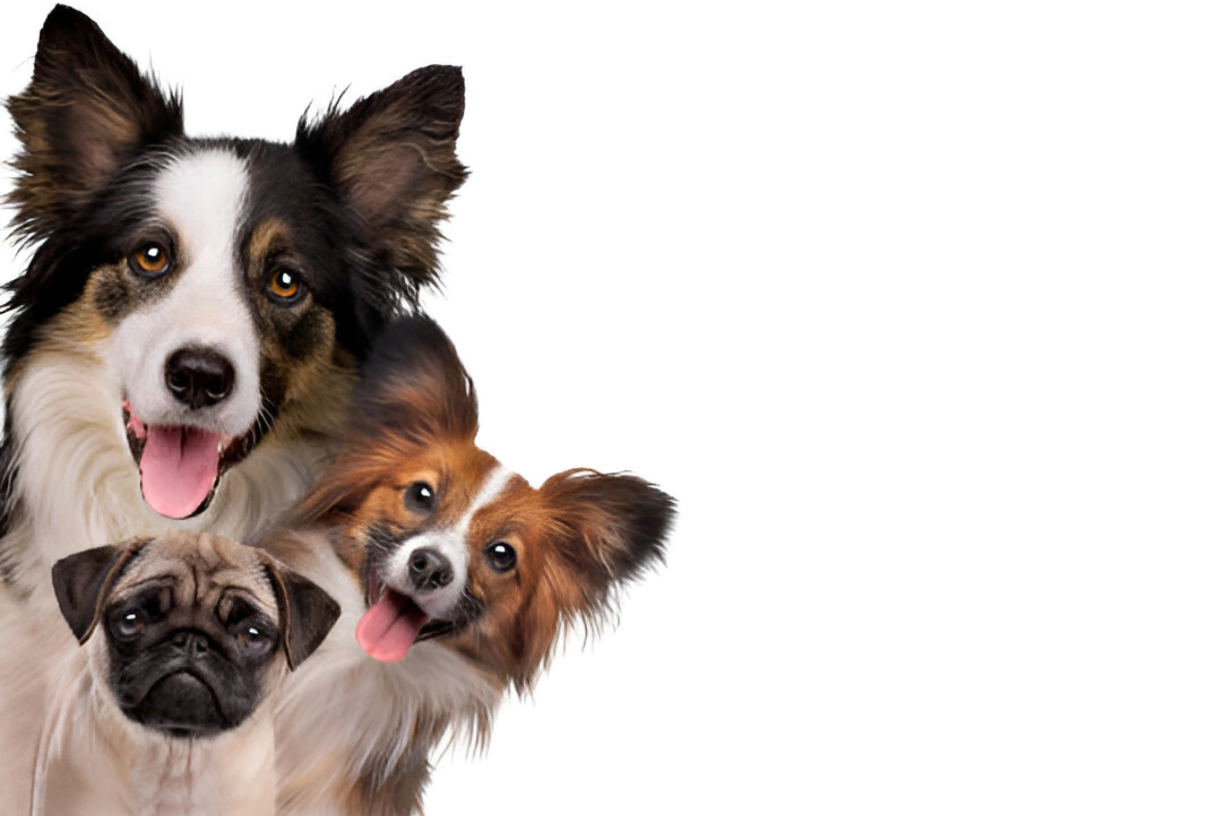 dog breeds